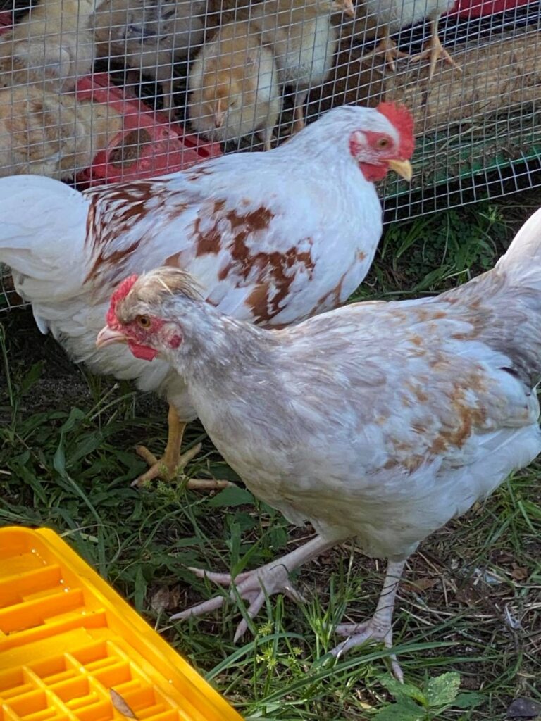 swedish flower pullet and cockerel